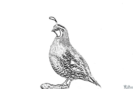 quail Printable Coloring Nplooj Ntawv
